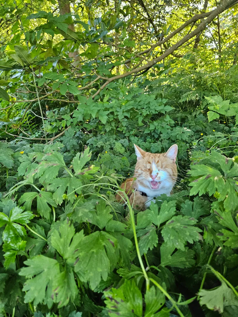 Tigger